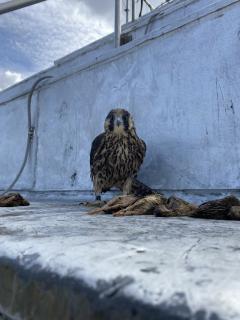 Image of Fostered fledgling BN/55 atop the Union County Courthouse, Elizabeth, NJ.
