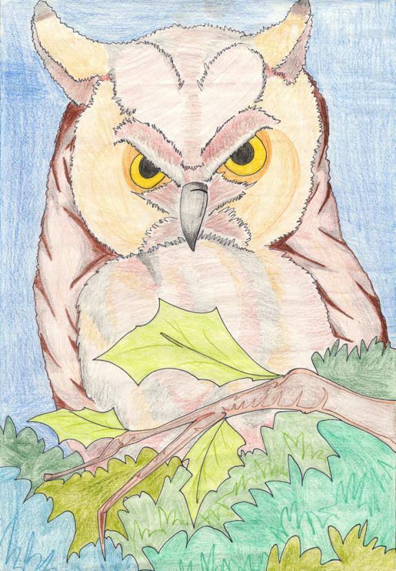 Image of Long-eared owl. Atlantic County.