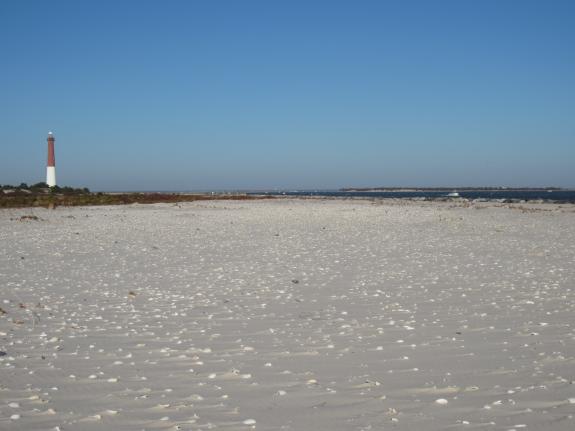 Image of Highly suitable piping plover nesting habitat created by the storm along the south side of Barnegat Inlet.
 