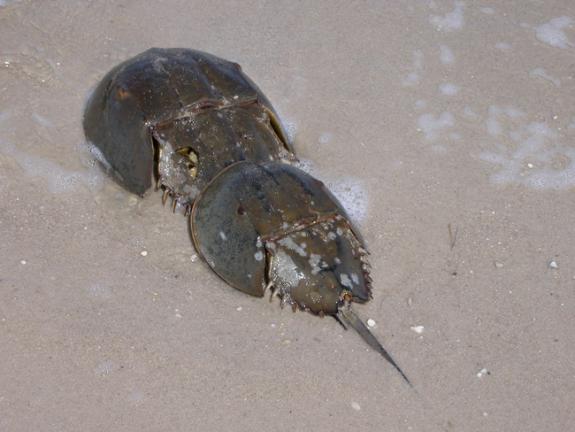 New artificial bait could reduce number of horseshoe crabs used to
