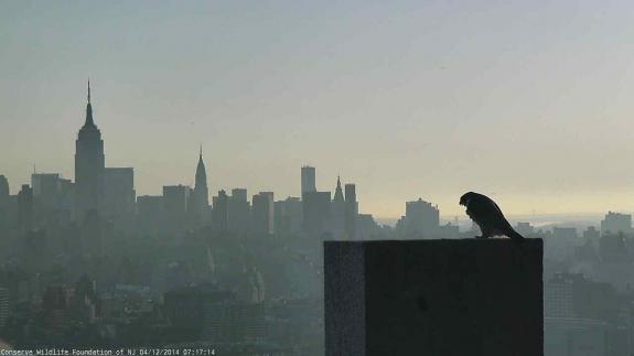 Image of A New Day, perhaps in more ways than one, at the Jersey City Falcon Cam.