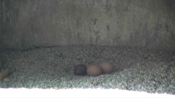 Image of A full clutch of donor eggs at the Jersey City peregrine falcon nest.
