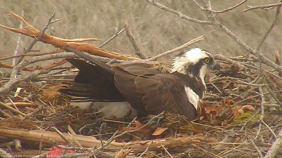 Image of The male incubates as the female takes a break to feed herself. Males do around 30% of incubation duties.