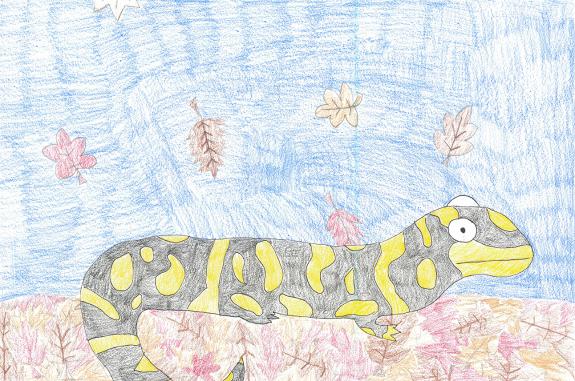 Image of First Place, Sussex County, Eastern Tiger Salamander