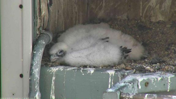 Image of The now three week old nestling roams all around the nest box atop 101 Hudson St.