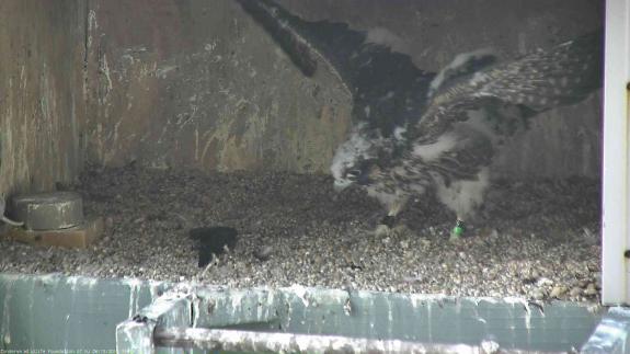 Image of The 36 day old female eyas strengthens her wing muscles by flapping! Lots and lots of flapping happening! 