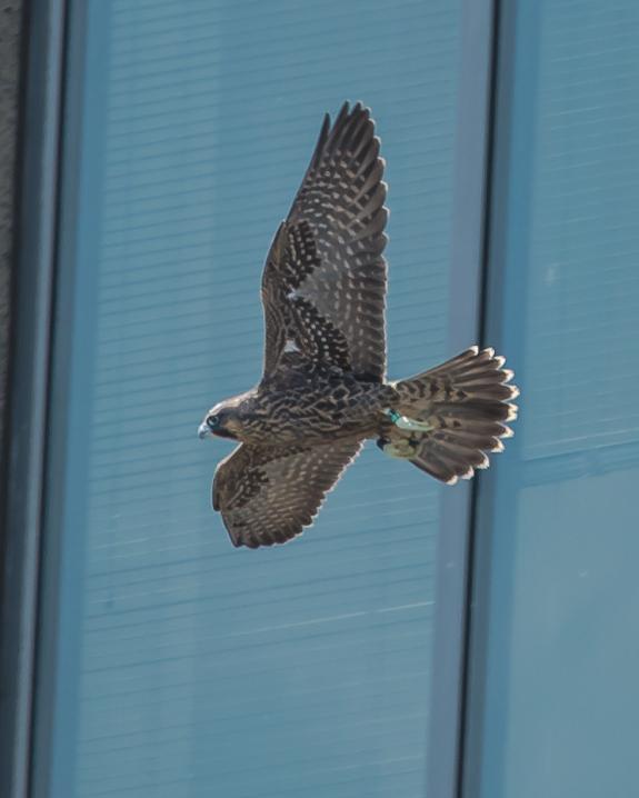 Image of Ivy (79/AN) soaring by a skyscraper in Jersey City.