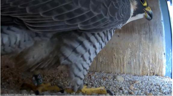 Image of A new falcon was re-sighted inside the nestbox on the 41st floor of 101 Hudson St.! It looks like a female by the color of the flesh on her cere and feet (females are usually more drab than males). From her aux. band (41/AX) we'll be able to ID her. We're waiting to learn more about her origins.