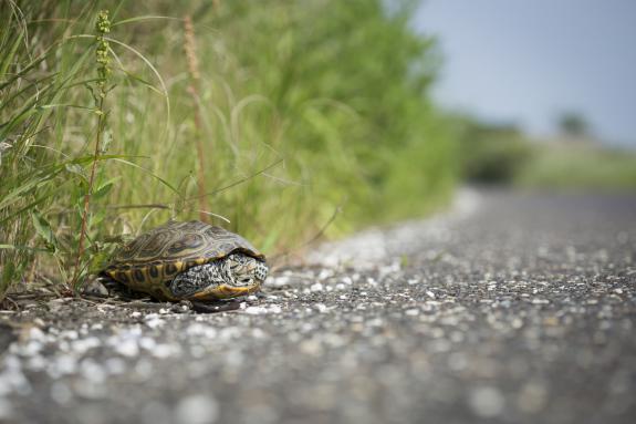 Image of Life on the Edge: A female terrapin waits for a chance to cross Great Bay Blvd. 