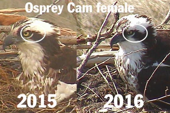 Image of Comparison of 2015 and 2016 female.