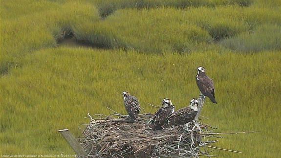 Image of At seven weeks old, the young ospreys are the same size as an adult. Ready to fly, they jump and flap until they make their first flight. 