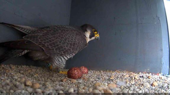 Image of 41/AX finally produces two eggs! 