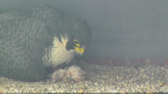 Image of The first of the three eggs hatched mid-morning on May 28th.
