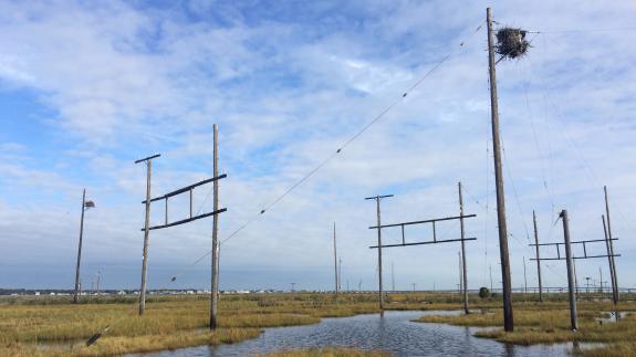 Image of Old telephones that remain from an old trans-Atlantic communication array were home to ospreys. This year the poles were removed by USFWS and we installed new osprey nest platforms on some poles that were cut and left. 