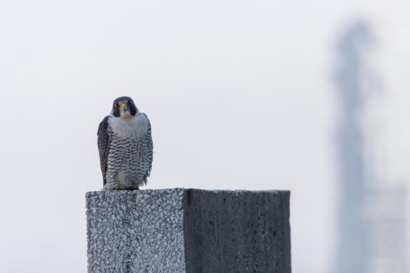 Image of The tiercel watched as we cleaned off the lens cover of the PTZ camera. 