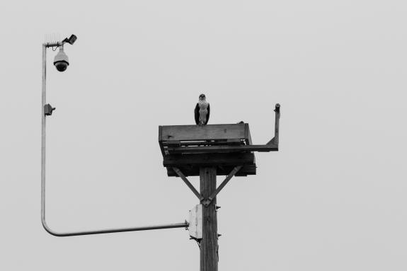 Image of The new osprey cam installed on the tall nest platform in Barnegat Light. April 5, 2019.