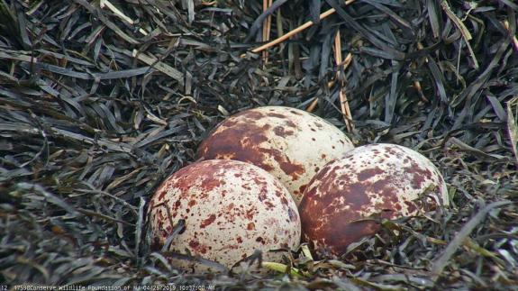 Image of An incubation exchange reveals three eggs! 