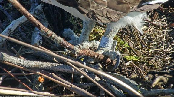 Image of The suffix of the USGS bird band (49033) allowed us to identify the breeding male at this nest. 