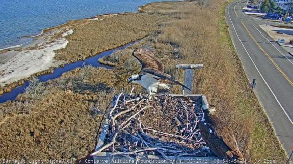 Image of Two birds on the nest at the BL Osprey Cam on 3/27/21 at 8:45am.