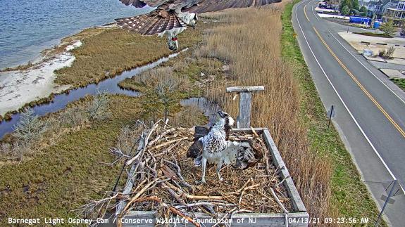 Image of Elite red banded osprey, 18/H comes into view of the BL Osprey Cam at 9:23am on April 13. 