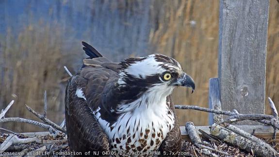 Image of Snapshot of the new 2021 nesting female at the BL Osprey Cam but her on the nest in 2020!