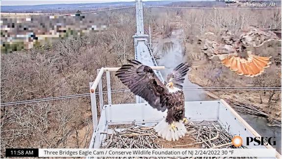 Image of 2_24_22; eagle defends nest from hawk