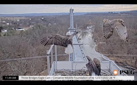 Image of December 27, 2022: Pair defends nest from Red tailed hawk