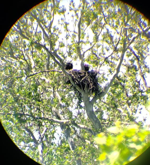 Image of Pennington nest June 5, 2024 @ Buynie