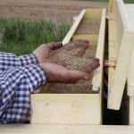 Switchgrass seeds