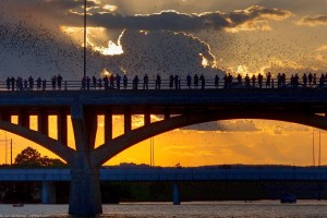 Onlookers watch as Mexican free-tailed bats exit the Congress Avenue Bridge.  © Justin Boyle