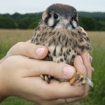 An American kestrel nestling in my hands.  Photo by M. Hall