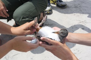 Color band being placed on oystercatcher.