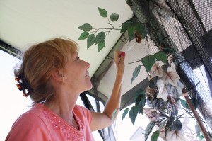 Jackie Kashmer gives water to a bat inside a flight cage at the New Jersey Bat Sanctuary.  Photo by M. Hall