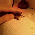 A little brown bat from Hibernia Mine learns to munch on mealworms.