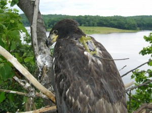 Merrill Creek Reservoir chick with satellite transmitter