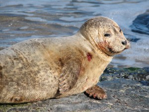 An injured harbor seal ashore in Ocean Grove, NJ.