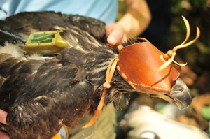 Merrill Creek female with transmitter May 29, 2102© Kathy Clark