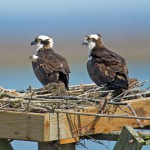 Osprey pair in nest platform repaired by CWF staff in early 2012. © Brian Kushner