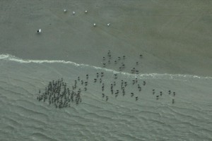 Flock of @65 American oystercatchers in Absecon Inlet.