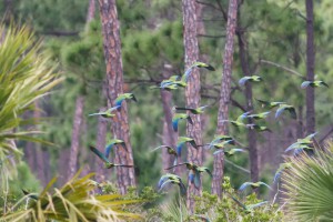 Flock of Bahama Parrots in Flight on Abaco. © Tom Reed