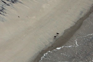 Two lone American oystercatchers at Corson's Inlet.