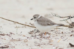 Piping Plover on Wintering Grounds, Green Turtle Cay, Abaco, The Bahamas. © Tom Reed