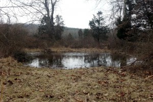 This small vernal pool in Hopewell is ready for things to start hoppin'.