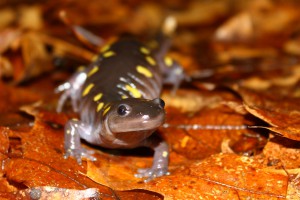 A spotted salamander, photographed during a quiet moment along the road shoulder. © Brett Klaproth