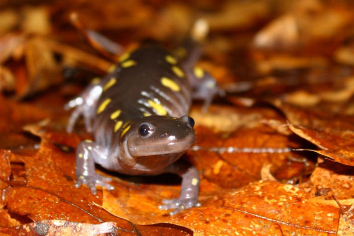 A spotted salamander, photographed during a quiet moment along the road shoulder. © Brett Klaproth