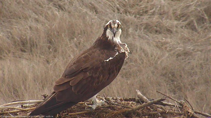 Female osprey at nest #2835