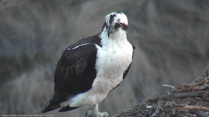 Male osprey at nest #2835