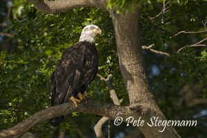 Eagle banded C/84 © Peter Stegemann