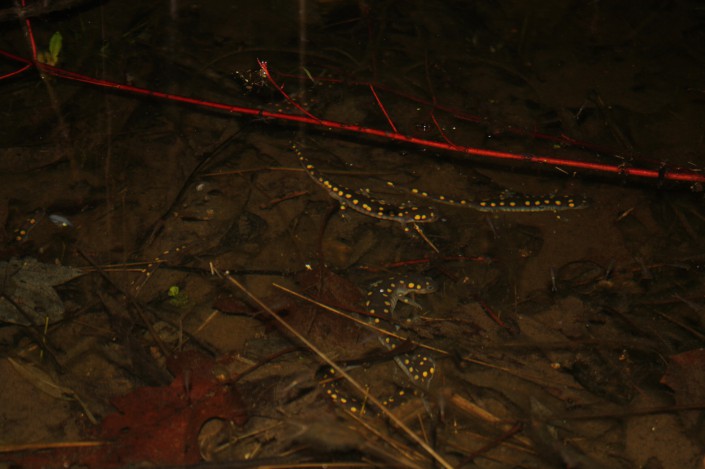 They made it!  Spotted salamanders in the pool.  Photo: M. Hall