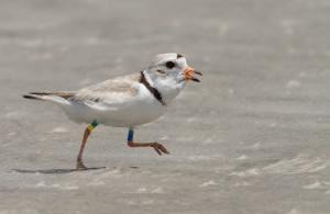 Banded Piping Plover at Stone Harbor Point, NJ. Courtesy of Tom Reed